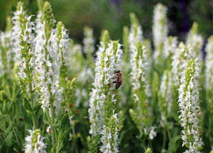 White Sage Smudge Sticks